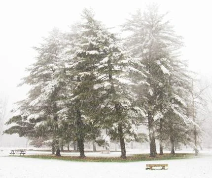 Pine trees in the winter landscape Stock Photos