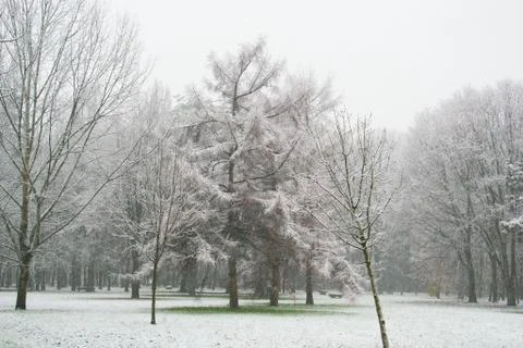 Pine trees in the winter landscape Stock Photos