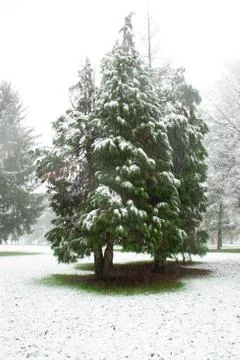 Pine trees in the winter landscape Stock Photos