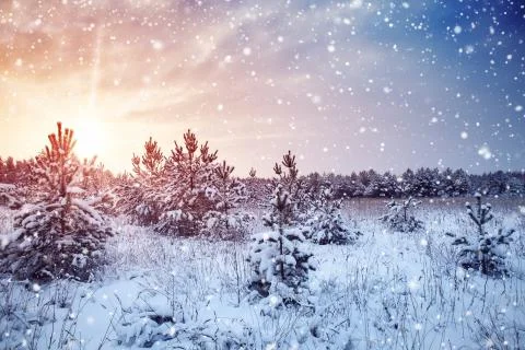 Pine trees in winter landscape at sunset Stock Photos