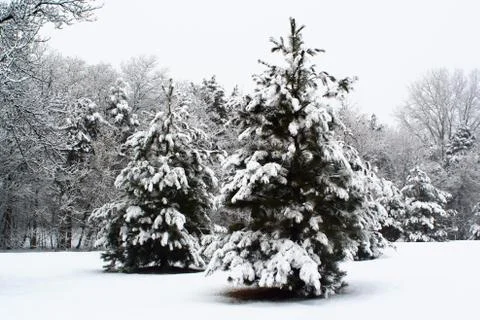 Pine trees in the winter months. Stock Photos