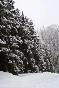 Pine trees in the winter months. Stock Photos
