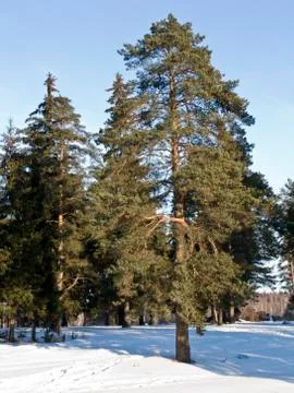Pine trees in winter Stock Photos