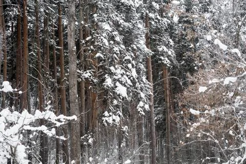 Pine trees in winter Stock Photos