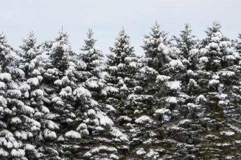 Pine trees in winter Stock Photos