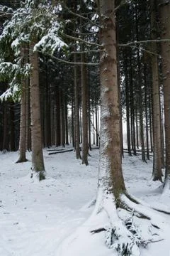 Pine trees in winter Foto stock
