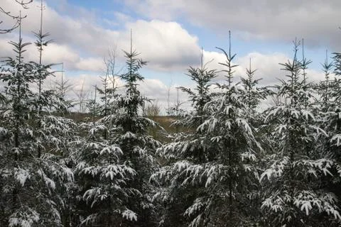 Pine trees in winter Stock Photos