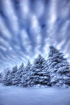 Pine trees in winter snow Foto stock