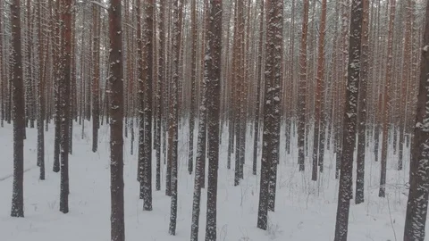 Pine trees in a winter snowy forest Stock Footage 128382606