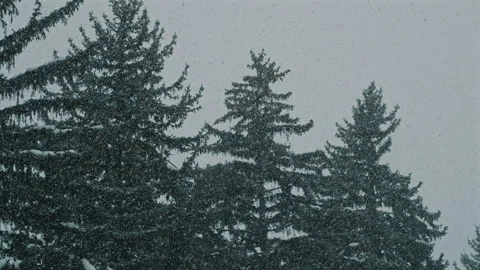 Pine Trees in Winter Storm Stock Footage 313386565