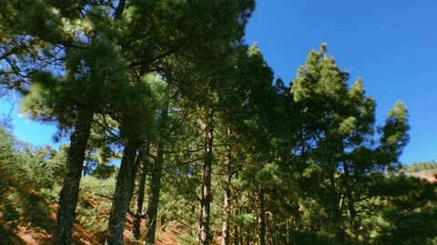 Pine trees into the woods Stock Footage 101790297