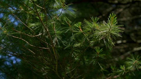 PINE TREES IN THE WOODS Stock Footage 105414694