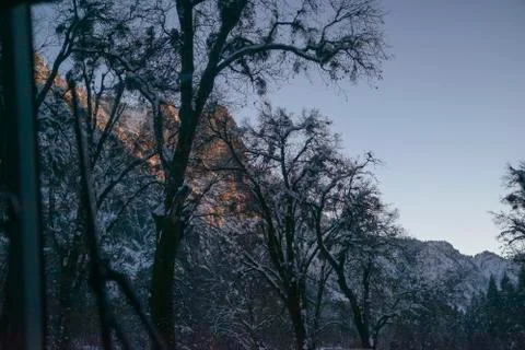 Pine trees in Yosemite_3338 Stock Photos