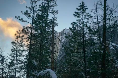Pine trees in Yosemite_3358 Stock Photos