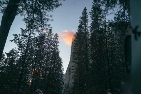 Pine trees in Yosemite_3392 Stock Photos