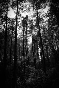 Pine trees in young forrest Stock Photos