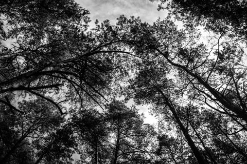 Pine trees in young forrest Stock Photos