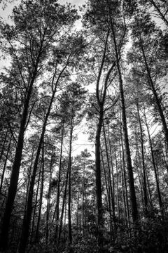 Pine trees in young forrest Stock Photos