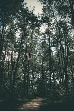 Pine trees in young forrest Stock Photos