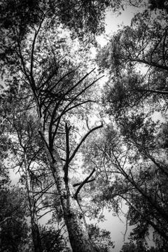 Pine trees in young forrest Stock Photos