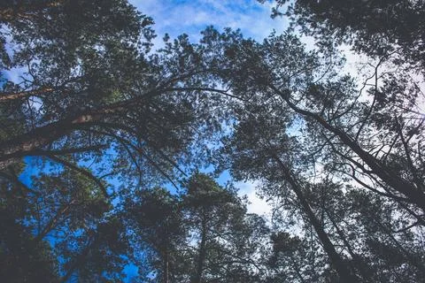 Pine trees in young forrest Stock Photos