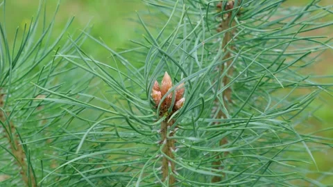 Pine trees young shoots Stock Footage 280866036