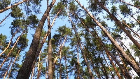 Pine treetops against a blue sky with sound of a city park Stock Footage 330787016