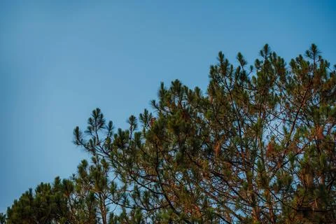 Pine Treetops Against Clear Sky Fotos de archivo