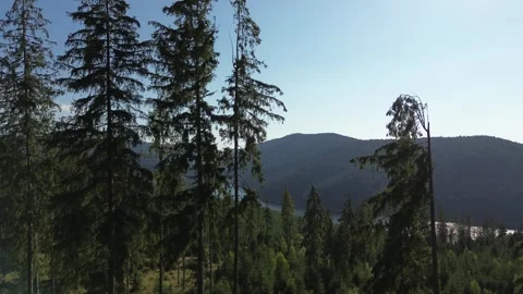 Pine Treetops Framing Mountain and Lake View - Apuseni Mountains, Romania Stock Footage 345512614