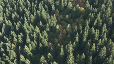 Pine treetops in a mountain forest from above Vídeos de archivo 145511449