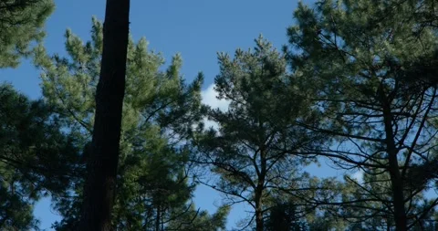 Pine treetops moving under the blue sky Stock Footage 328916656
