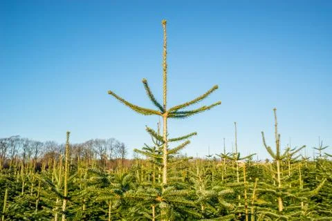 Pine treetops at a plantation Stock Photos