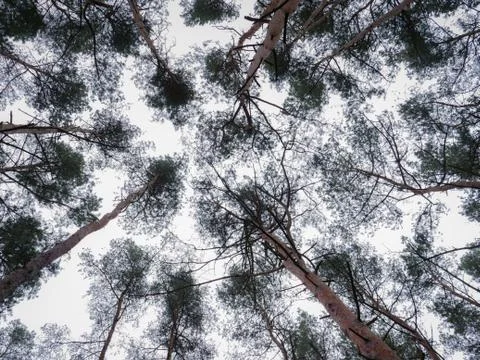 Pine Treetops With Sky Stock Photos