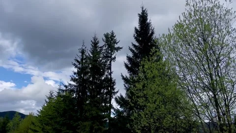 Pine treetops slowly swaying in the wind against a cloudy mountain sky Video stock 337585026