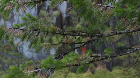 Pine tress blowing in the wind Stock Footage 98678453