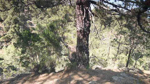 Pine tress forest beside a path. Stock-Footage 130785035