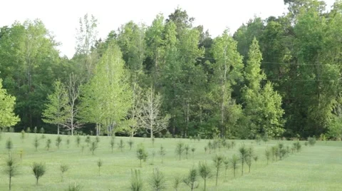 Pine tress reforestation Video stock 45522975