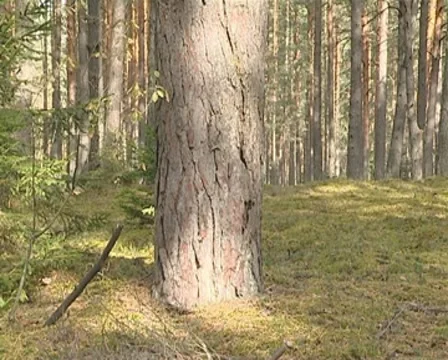 Pine trunk and branches closeup. Old coniferous forest. Stock Footage 10207870
