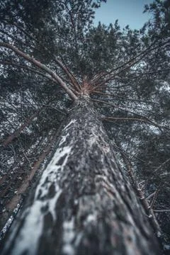 Pine trunk and many branches Stock Photos