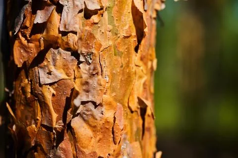 Pine trunk with bark close-up. Background with tree Stock Photos