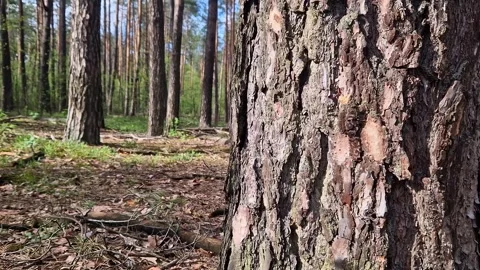 Pine trunk, bark close-up Stock Footage 273507408
