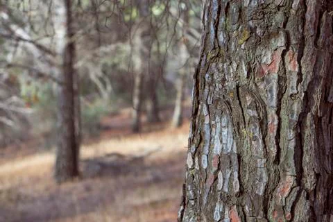 Pine trunk bark located in a coniferous forest in Malaga. Spain 写真素材