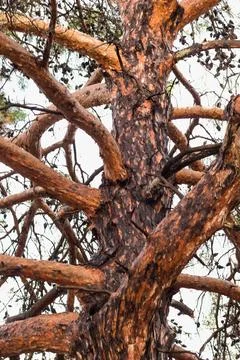 Pine trunk, bottom view, big tree with branches.... pine trunk, bottom view,  Foto stock