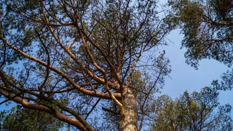 Pine trunk with branches looking upwards Stock Photos