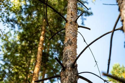 Pine trunk close up Foto stock