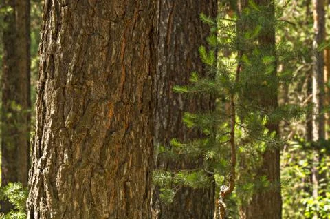 A pine trunk close-up with the pinewood at the background Stock Photos