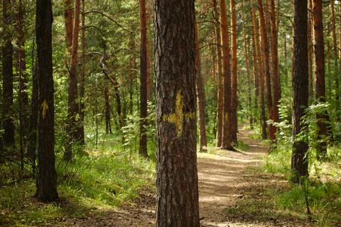 Pine trunk close-up with a yellow mark in the form of a cross Stock Photos