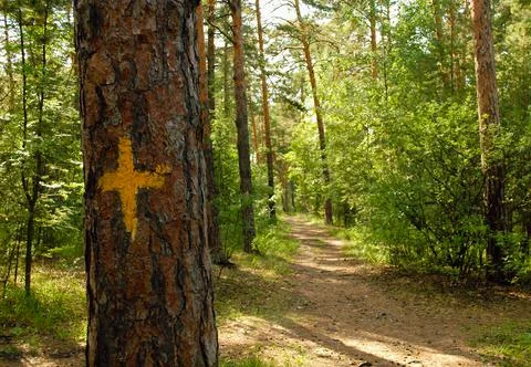 Pine trunk close-up with a yellow mark in the form of a cross Foto stock