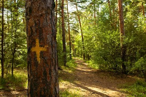 Pine trunk close-up with a yellow mark in the form of a cross against Foto stock