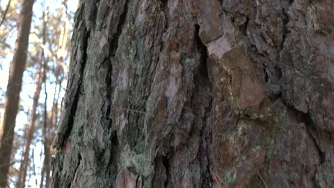 Pine trunk covered with moss in a pine forest. Stock Footage 237213137
